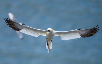 Northern Gannet, Morus bassanus, bird in flight over sea