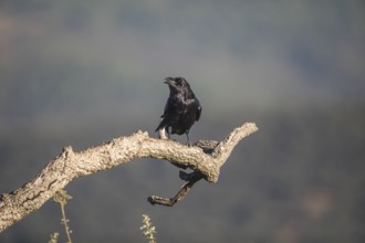 Common raven (Corvus corax), Extremadura, Castilla La Mancha, Spain, Europe