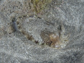 A juvenile Common cuttlefish (Sepia officinalis) lies well camouflaged in the lava sand of the