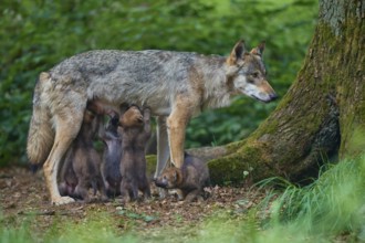 Gray wolf (Canis lupus) suckling its pups in the forest, surrounded by lush greenery and trees,