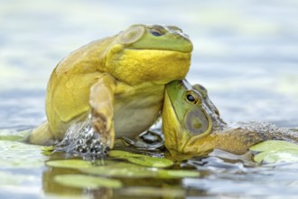 Bull frogs Lithobates catesbeianus. Male bull frog jumping on another male for a territorial fight