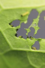 Caterpillars of the cabbage white butterfly, July, Germany, Europe