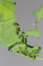 Caterpillars of the cabbage white butterfly, July, Germany, Europe