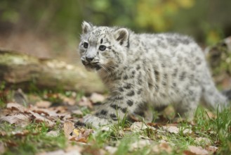 Snow leopard (Panthera uncia) or (Uncia uncia) cute cub in a forest, captive