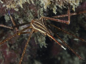 A striped arrow crab (Stenorhynchus lanceolatus) moves across an algae-covered seabed. Dive site