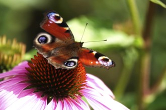 European peacock (Inachis io), summer, Saxony, Germany, Europe