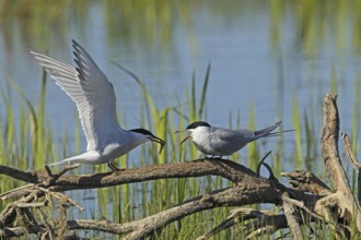 Common Tern (Sterna hirunda) Courtship, male presents bridal gift to female, Central Sweden,