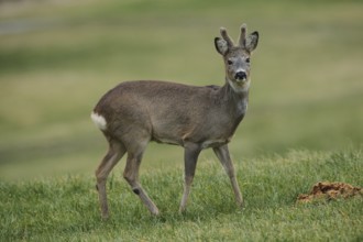 European roe deer (Capreolus capreolus) buck in winter coat and velvet antlers secured in the