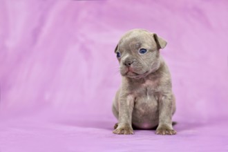 Four weeks purebred young Lilac Brindle French Bulldog puppy with healthy long nose in front of