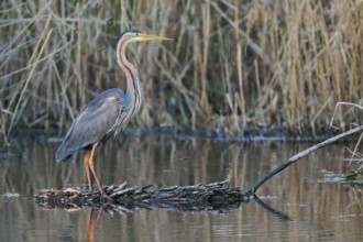 Purple heron (Ardea purpurea) at the water's edge, Baden-Württemberg, Germany, Europe