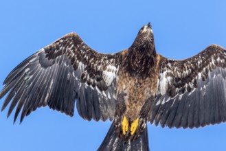 Pygargue à tête blanche. Haliaeetus leucocephalus. Pygargue à tête blanche juvénile en vol. Gros