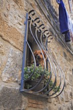 Dog in a barred window in the historic centre of Bolsena, Lazio, Italy, Europe