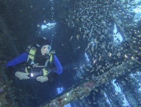 Shoal of glassfish and divers in the wreck of the Carnatic, Red Sea, Egypt, Africa