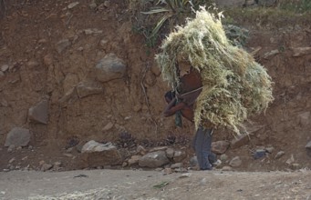 In the highlands between Mekele and Lalibela, farmer carries his cut grain home on his back,