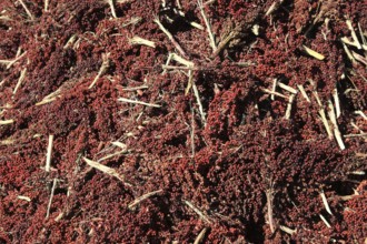 Sorghum bicolor, also known as durra grain, broom grain, guinea grain, shallu, milo or jowar, genus