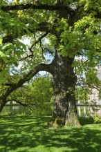 English oak (Quercus robur) in spring, Münsterland, North Rhine-Westphalia, Germany, Europe