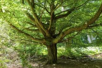 The Sababurg primeval forest, also known as the Reinhardswald primeval forest, is a nature and