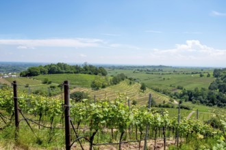 View from the Kastanienbusch vineyard, Birkweiler, German or Southern Wine Route, Southern