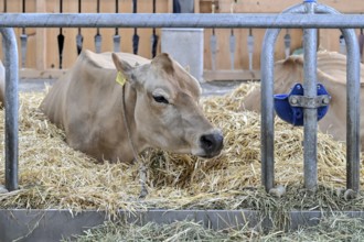 Dairy cow Jersey