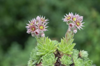 Flowering common houseleek (Sempervivum tectorum), Franconia, Bavaria, Germany, Europe