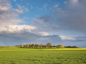 Sun-drenched landscape with lush green fields, trees and cloudy skies, Hesse, Germany, Europe