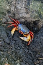 Harlequin crab (Cardisoma armatum), Manuel Antonio National Park, Puntarenas district, Costa Rica,