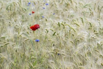 Poppy flower (Papaver rhoeas) in a grain field, Mecklenburg-Western Pomerania, Germany, Europe