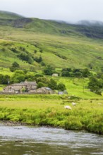 Sheeps and Farms in Yorkshire Dales National Park, North Yorkshire, England, United Kingdom, Europe