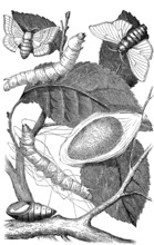 The developmental stages of the silk moth, mulberry moth, Bombyx mori, illustration from 1880,