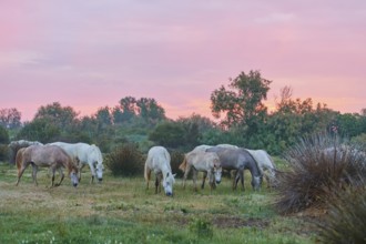 A herd of white Camargue horses grazing on a green meadow, the sky shows pink shades in the sunset,