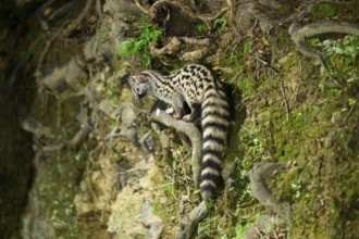 Common genet (Genetta genetta), wildlife in a forest, Montseny National Park, Catalonia, Spain,