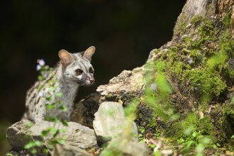 Common genet (Genetta genetta), wildlife in a forest, Montseny National Park, Catalonia, Spain,