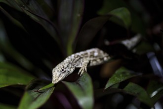 White black Anolis (Anolis) sitting on a leaf, at night in the tropical rainforest, Puntarenas