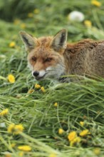 Red fox (Vulpes vulpes) in dandelion meadow (Taraxacum sect. Ruderalia) Allgäu, Bavaria, Germany,