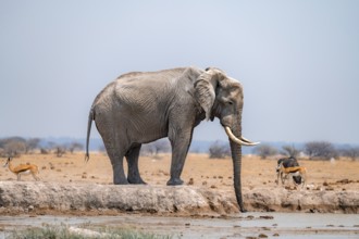 African elephant (Loxodonta africana), drinking water at a waterhole, Nxai Pan National Park,