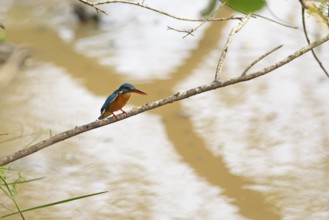 Kingfisher (Alcedo atthis) on a branch in Yala National Park, Southern Province, Sri Lanka, Asia