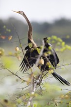 Darter (Anhingidae) on a branch in Yala Natioal Park, Southern Province, Sri Lanka, Asia