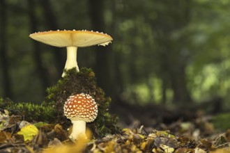 Two fly agarics (Amanita muscaria) in an autumn forest with moss-covered ground and leaves, Hesse,