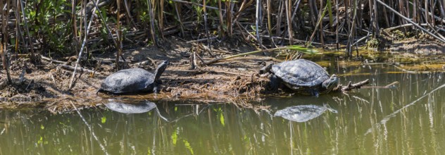 Two turtles resting on the shore of a body of water, turtles, left, European pond turtle (Emys