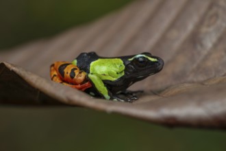 Mantella baroni in the rainforests of eastern Madagascar