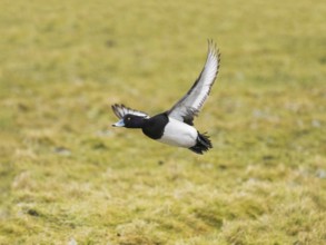 Reiherente (Aythya fuligula), Männchen im Flug, fliegt über ein Feld, auf der Insel Texel, Holland