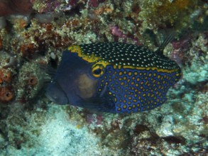 An exotic fish with a blue and yellow pattern, white trunkfish (Ostracion meleagris), swimming next