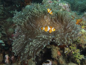 Ocellaris Clownfish (Amphiprion ocellaris) in a sprawling Anthopleura xanthogrammica (Stichodactyla