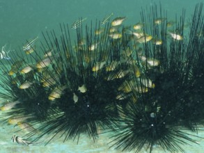 Flagfin cardinalfish (Ostorhinchus hoevenii) swimming between the long spines of diademed sea