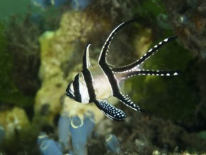 A Banggai cardinalfish (Pterapogon kauderni) swims near colourful corals and sea squirts, dive site