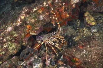 A colourful European spiny crayfish (Palinurus elephas) amidst algae and sea sponges hides between