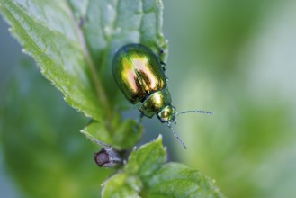 Rose chafer (Cetoniinae), Germany, Europe