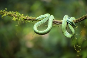 Bothriechis lateralis (Bothriechis lateralis), sitting on a branch, Heredia province, Costa Rica,