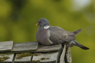 Wood pigeon (Columba palumbus) adult bird sleeping on an urban garden shed roof, England, United