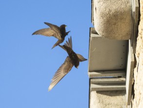 Common swift (Apus apus), adult pair in flight, one leaving its nest, the other landing at the nest